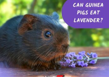 Les cochons d’Inde peuvent-ils manger de la lavande ?  (Avantages, risques, taille de la portion et plus)