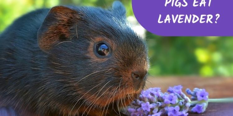 Les cochons d’Inde peuvent-ils manger de la lavande ?  (Avantages, risques, taille de la portion et plus)