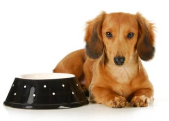 Ai-je besoin d’une nourriture pour chien spécifique à la race ?