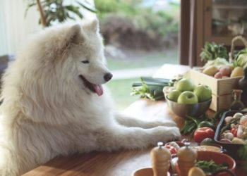 Alimentation crue pour chiens : est-ce bon pour votre chien ?