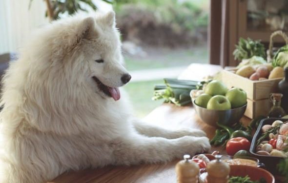 Alimentation crue pour chiens : est-ce bon pour votre chien ?