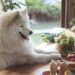 Alimentation crue pour chiens : est-ce bon pour votre chien ?