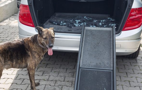 Avez-vous besoin d’une rampe pour chien ?