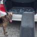 Avez-vous besoin d’une rampe pour chien ?