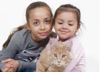 Chats Maine Coon et enfants : une excellente combinaison