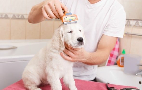 Conseils de bricolage pour toiletter un chien à la maison