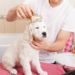 Conseils de bricolage pour toiletter un chien à la maison