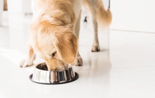 Contrôle du comportement alimentaire de votre animal