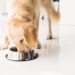 Contrôle du comportement alimentaire de votre animal