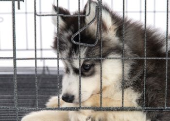 Crate Training Chiots & Chiens