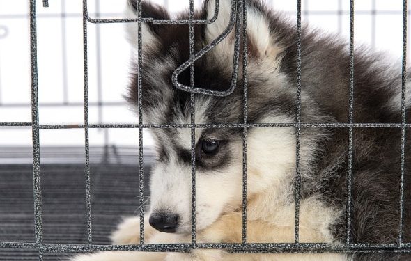 Crate Training Chiots & Chiens