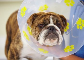 Créez votre kit domestique pour la stérilisation et la récupération de la stérilisation pour les chiens