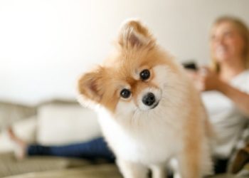 Cycle menstruel du chien : les chiens ont-ils leurs règles et passent-ils la ménopause ?