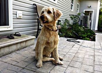 Déconstruire le « chien créateur » |  Animauxinfo