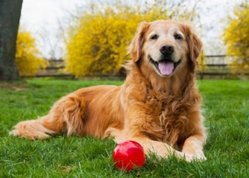 Définir l’âge senior chez les chiens