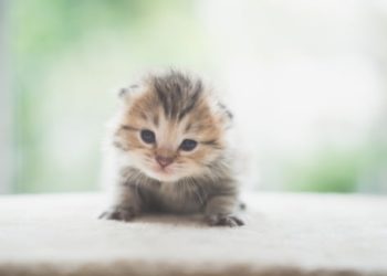 Développement du chaton : comprendre les principales étapes de croissance d’un chaton