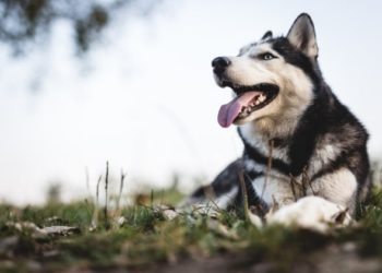 Diabète chez le chien : symptômes, traitement, coût et espérance de vie