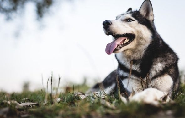 Diabète chez le chien : symptômes, traitement, coût et espérance de vie