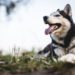 Diabète chez le chien : symptômes, traitement, coût et espérance de vie