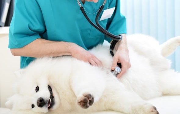 Diabète chez le chien : type 1 vs type 2