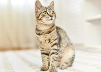 Endroits où les tiques pourraient se cacher sur votre chat