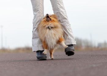 Enseigner un chien dansant |  Danser avec votre chien