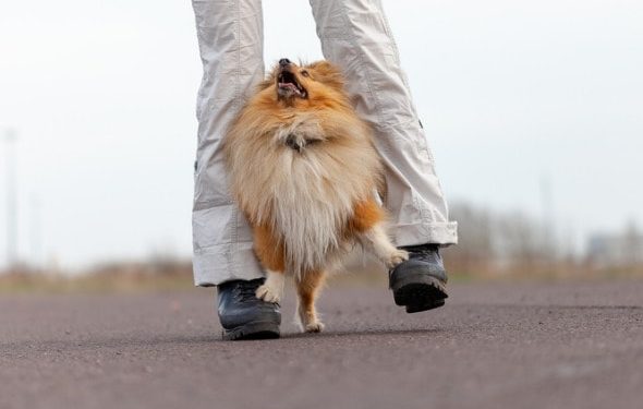 Enseigner un chien dansant |  Danser avec votre chien