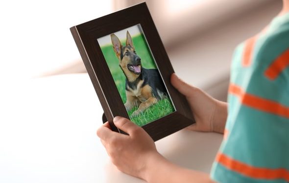 Faire face à la mort de votre animal de compagnie : un guide important