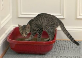 Formation à la litière : configuration et placement