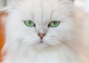 Grumeaux, bosses, kystes et excroissances chez les chats