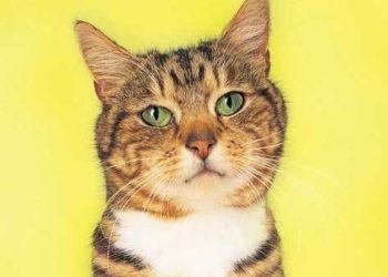 Intelligence féline et cartographie du cerveau félin