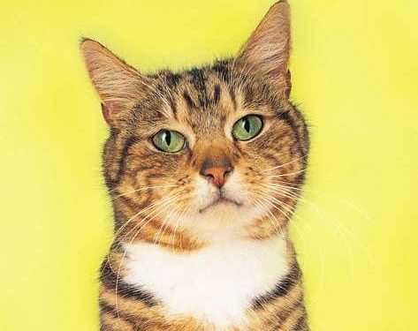 Intelligence féline et cartographie du cerveau félin