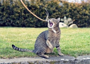 Jouer avec votre chat senior