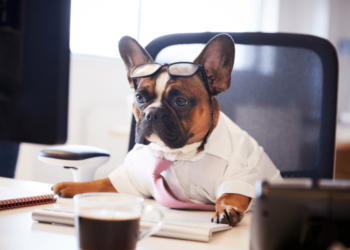 Le dresseur de chiens : comment savoir quand votre chien est stressé