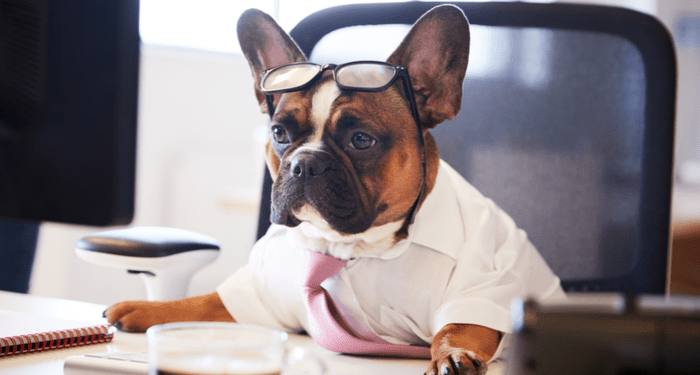 Le dresseur de chiens : comment savoir quand votre chien est stressé