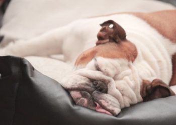 Les chiens attrapent-ils le rhume ?  |  Animauxinfo