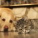Les chiens et les chats ont-ils des souvenirs à long terme ?