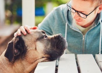 Les chiens ont-ils un sixième sens qui les aide à lire votre humeur ?