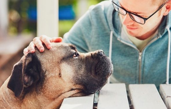 Les chiens ont-ils un sixième sens qui les aide à lire votre humeur ?