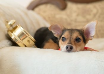 Les chiens ont-ils une notion du temps?