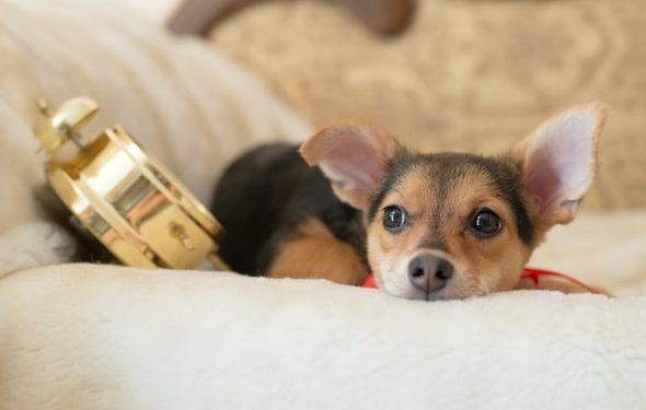 Les chiens ont-ils une notion du temps?