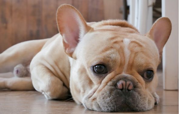 Les chiens ressentent-ils de la tristesse ?  |  Animauxinfo