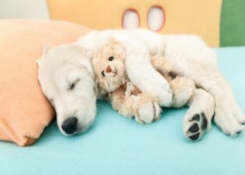 Les chiens rêvent-ils ?  |  Animauxinfo