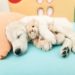 Les chiens rêvent-ils ?  |  Animauxinfo
