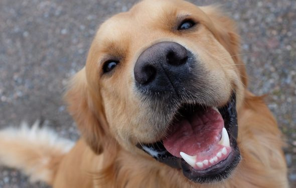 Les chiens sourient-ils ?  La science derrière les regards que nous obtenons d’un chien heureux