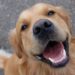 Les chiens sourient-ils ?  La science derrière les regards que nous obtenons d’un chien heureux