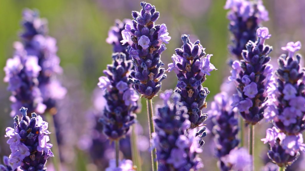 Bienfaits pour la santé des cochons d'Inde qui mangent de la lavande