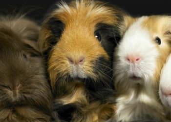 Les cochons d’Inde peuvent-ils manger des dattes ?  (Risques, valeur nutritive et plus)