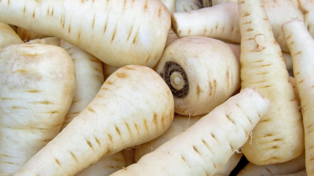 Avantages pour la santé des cobayes mangeant des panais