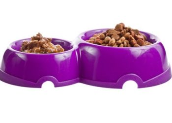 Les propriétaires d’animaux sont confus au sujet de la nutrition des chats et des chiens, selon un sondage animauxinfo